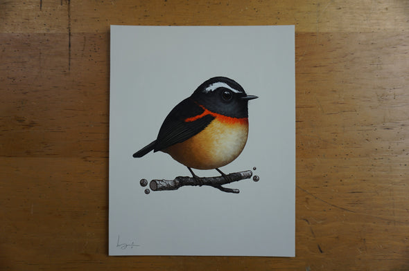 Fat Bird - 2016 Mike Mitchell Collared Bush Robin poster/print AP