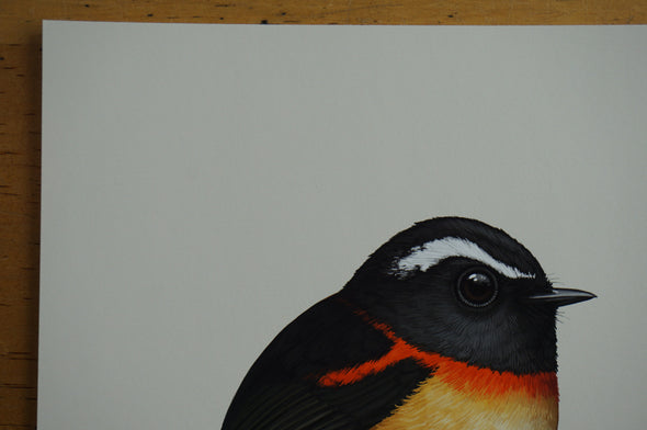 Fat Bird - 2016 Mike Mitchell Collared Bush Robin poster/print AP