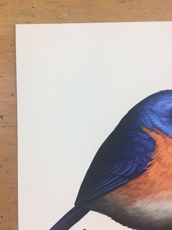 Fat Bird - 2017 Mike Mitchell Eastern Bluebird Art Print