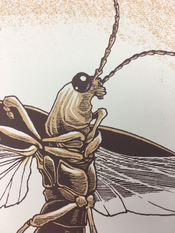 Common firefly (Photinus pyralis) - 2015 Justin Santora Poster Art Print