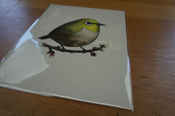 Fat Bird - 2016 Mike Mitchell Japanese White-eye poster/print