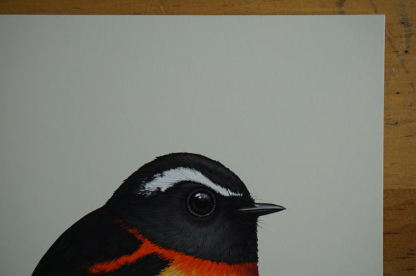 Fat Bird - 2016 Mike Mitchell Collared Bush Robin poster/print