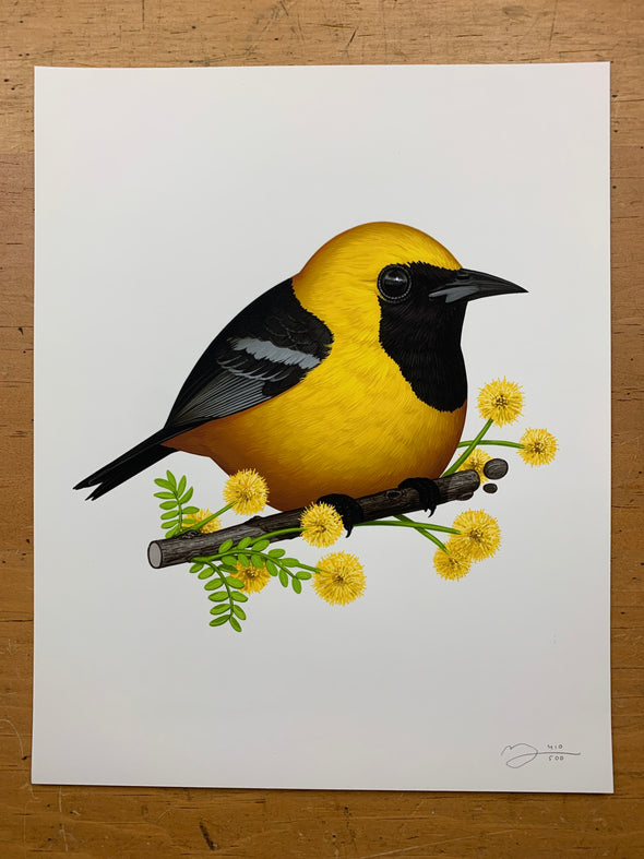 Hooded Oriole - 2019 Mike Mitchell poster print SDCC