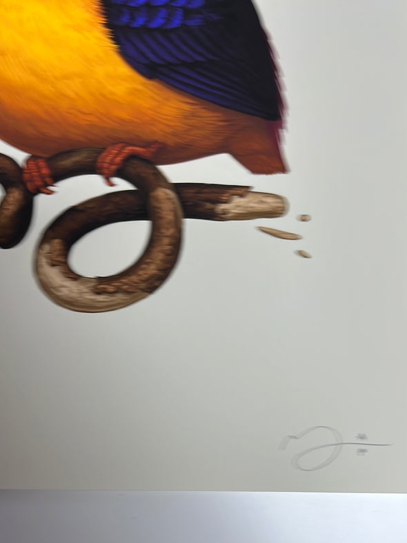 Fat Bird - 2020 Mike Mitchell poster Rufous-Backed Dwarf Kingfisher AP