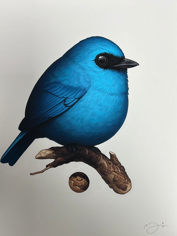 Fat Bird - 2021 Mike Mitchell poster Verditer Flycatcher AP