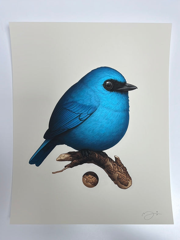 Fat Bird - 2021 Mike Mitchell poster Verditer Flycatcher AP