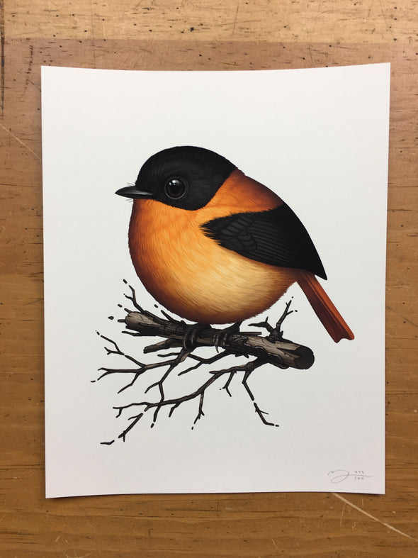 Fat Bird - 2019 Mike Mitchell Black-and-Orange Flycatcher poster/print